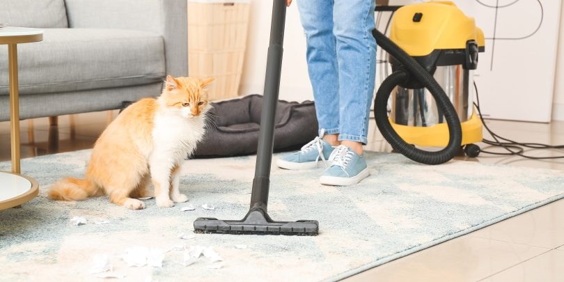 Pet Odor Removal Service