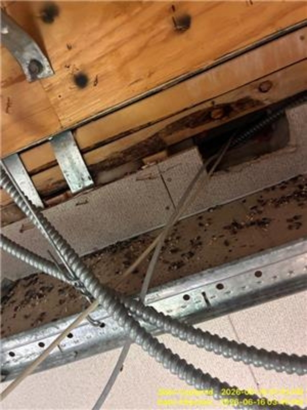 San Antonio Bio Cleanup Infestation Damage