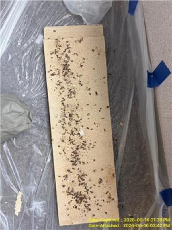 San Antonio Bio Cleanup Infestation Damage